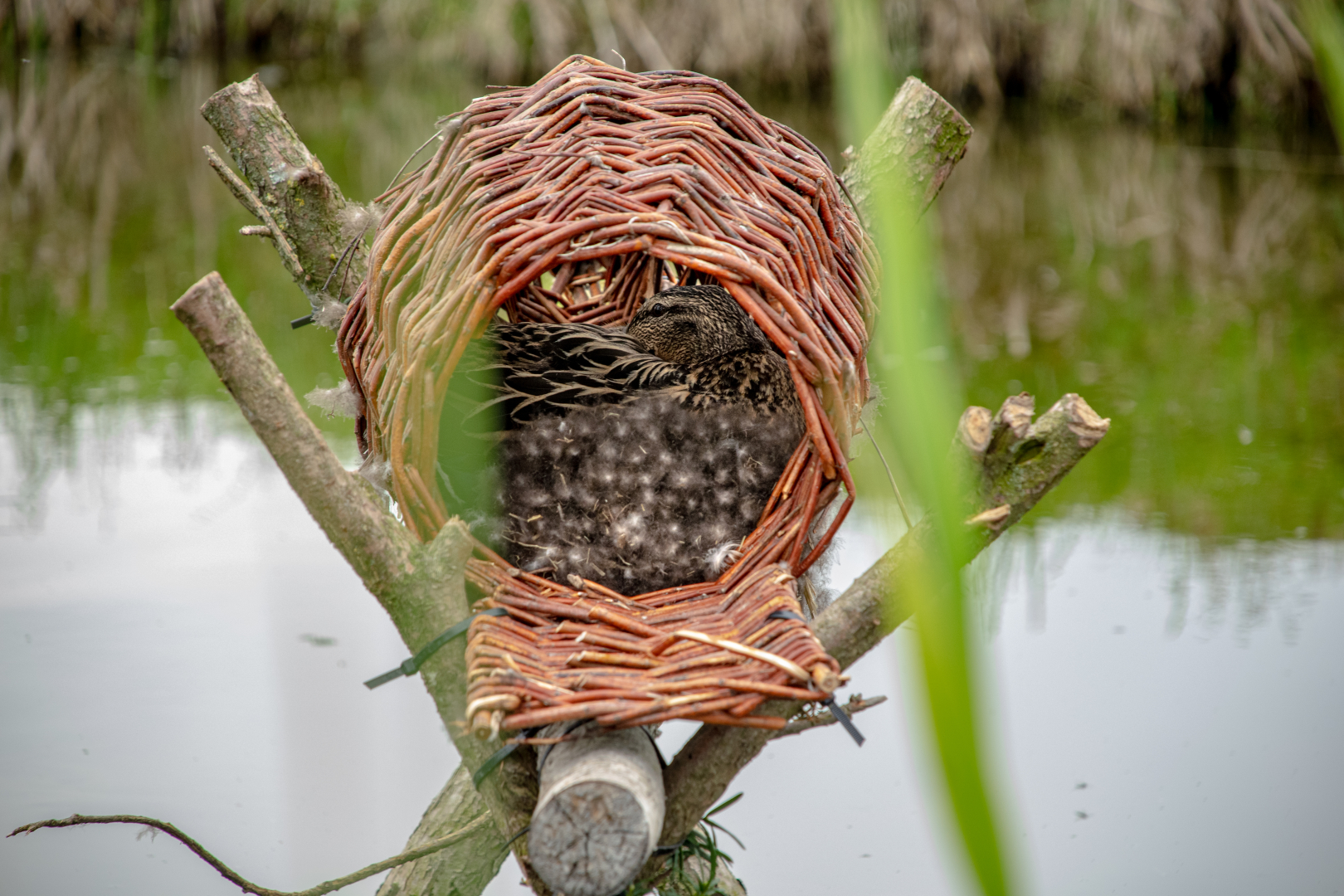 Nature and biodiversity at JUB Holland's nursery