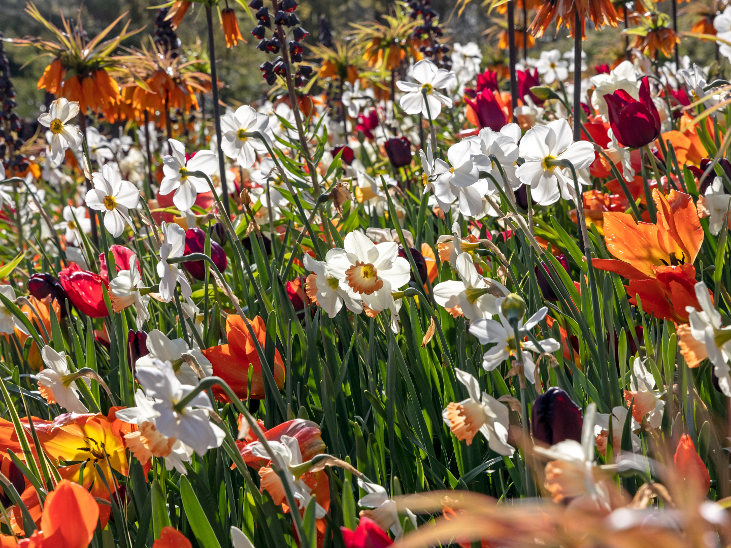 Velvet - Keukenhof 25/04/2023