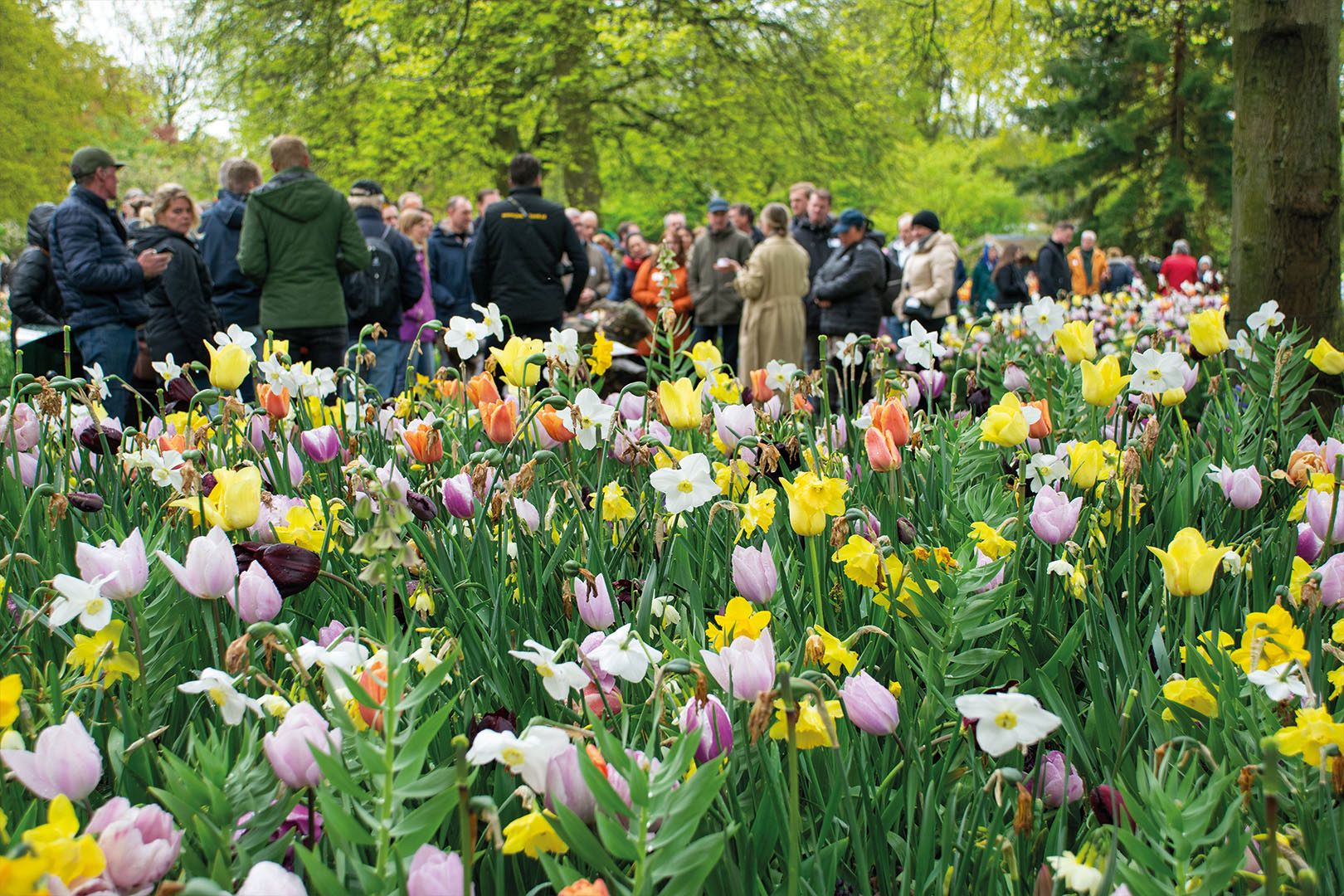 Keukenhof Velvet 2023