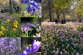 Rijnbeek Perennials, JUB & Keukenhof give unique sneak preview of 75th spring park season