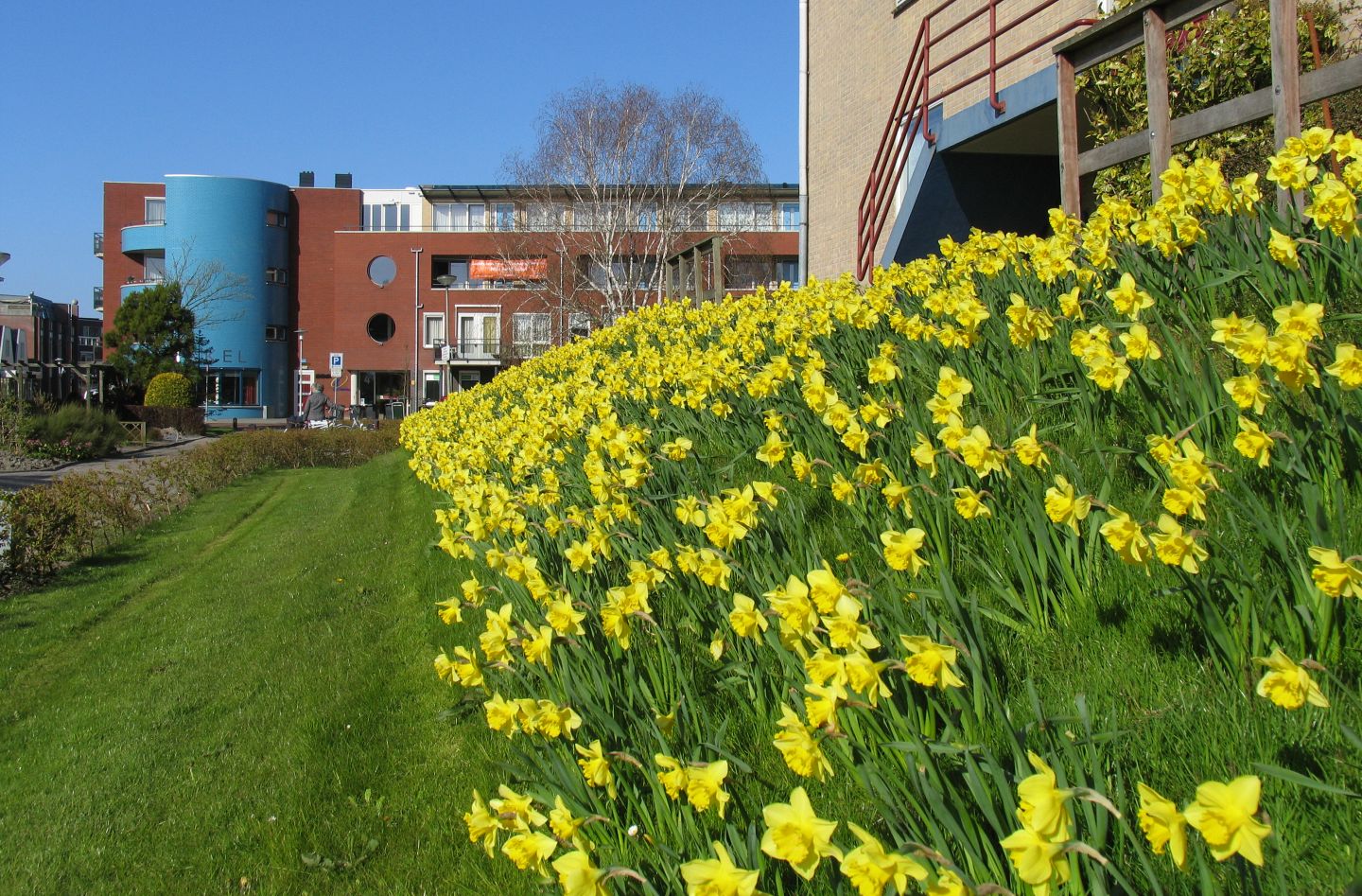 Machinaal narcissen planten