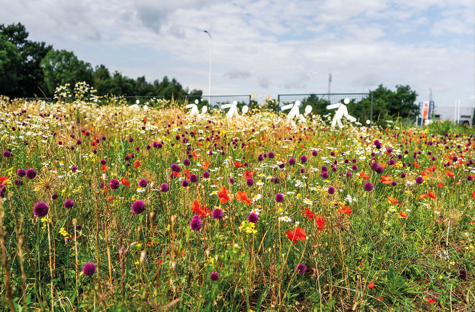 Machinaal bloembollen planten