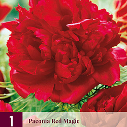 X 1 PAEONIA RED MAGIC 2/3 | JUB Holland