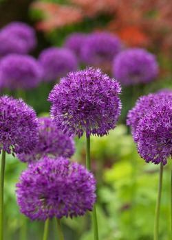 X 250 ALLIUM PURPLE SENSATION 10/12