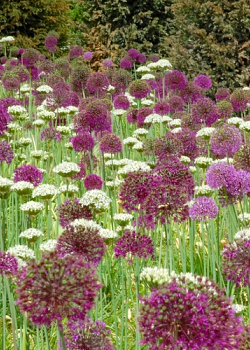 X 250 ALLIUM PURPLE SENSATION 10/12