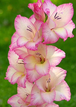 X 100 GLADIOLUS PRISCILLA 12/14