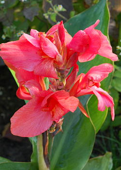 X 25 CANNA PINK FUTURITY I