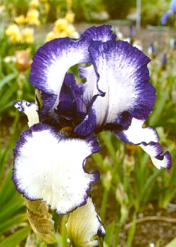 X 25 IRIS GERMANICA LOOP THE LOOP I