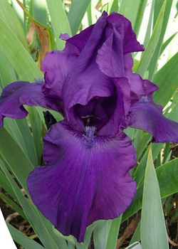 X 25 IRIS GERMANICA NIGHT OWL I