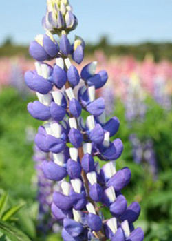 X 25 LUPINUS BLAUW I