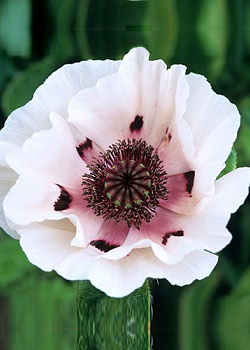 X 25 PAPAVER PERRYS WHITE I