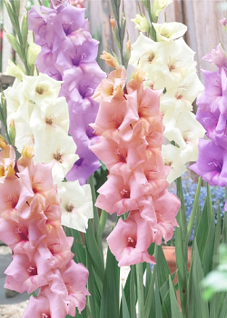 X 100 GLADIOLUS PASTEL MIX  12/14