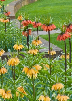 X   25 FRITILLARIA IMP. RUBRA MAXIMA 20/24