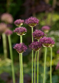 X 100 ALLIUM ATROPURPUREUM 8/10