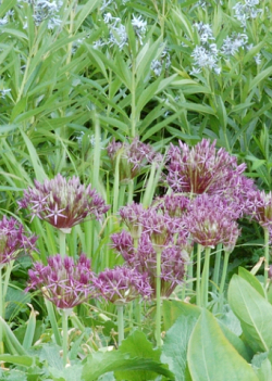 X   25 ALLIUM CHRISTOPHII 10/12