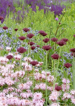 X 100 ALLIUM ATROPURPUREUM 8/10