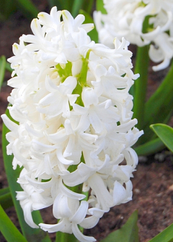 X   50 HYACINTHUS WHITE PEARL 16/17