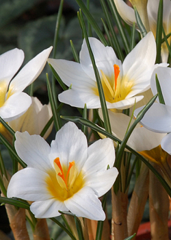 X 100 CROCUS SPECIE CHR. SNOWBUNTING 5/+