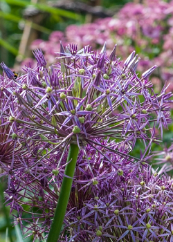 X   25 ALLIUM CHRISTOPHII 10/12