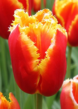 X 100 TULIPA DAVENPORT 11/12