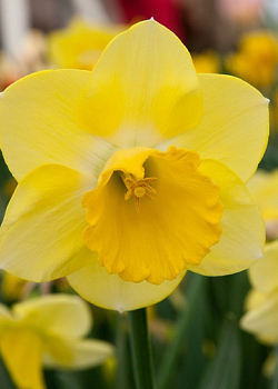 X 100 NARCISSUS CAIRNGORM 10/12