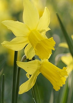 X 100 NARCISSUS FEBRUARY GOLD 12/14