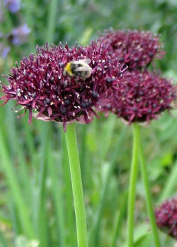 X 100 ALLIUM ATROPURPUREUM 8/10