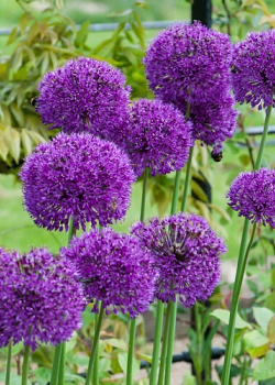 X 250 ALLIUM PURPLE SENSATION 10/12