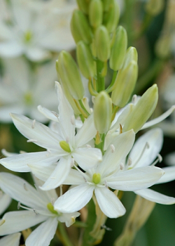 X   25 CAMASSIA LEICHTLINII ALBA 14/+