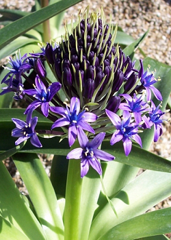 X   10 SCILLA PERUVIANA 16/18