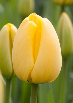 X 100 TULIPA GOLDEN APELDOORN 11/12