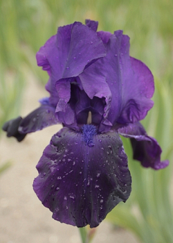 X 25 IRIS GERMANICA NIGHT OWL I