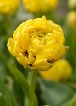 X 100 TULIPA YELLOW POMPENETTE 10/11