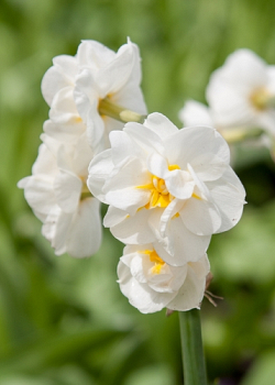 X 100 NARCISSUS BRIDAL CROWN 10/12