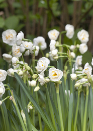 X 100 NARCISSUS BRIDAL CROWN 10/12