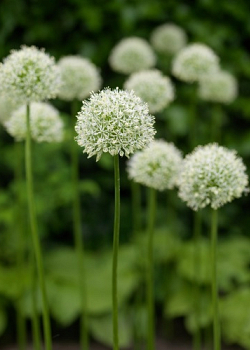 X   25 ALLIUM MOUNT EVEREST 18/20