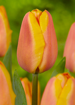 X 100 TULIPA APRICOT FOXX 12/+