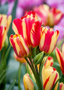 X 100 TULIPA WONDER CLUB 11/12