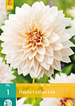 X 1 DAHLIA CAFÉ AU LAIT I