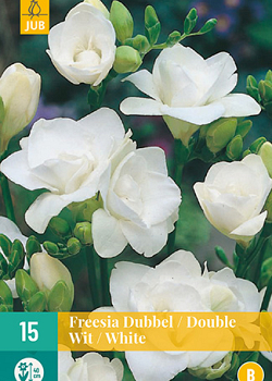 X 15 FREESIA DUBBEL WIT 5/+