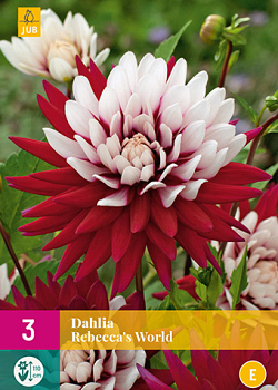 X 3 DAHLIA REBECCAS WORLD I