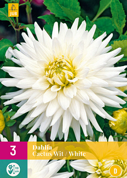 X 3 DAHLIA CACTUS WIT I