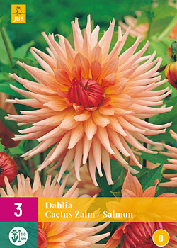 X 3 DAHLIA CACTUS ZALM I