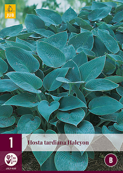 X 1 HOSTA TARDIANA HALCYON I