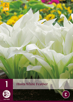 X 1 HOSTA WHITE FEATHER I