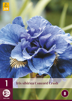 X 1 IRIS SIBIRICA CONCORD CRUSH I