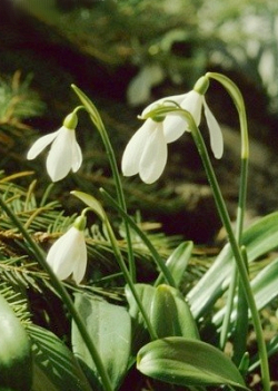 X 250 GALANTHUS IKARIAE 6/7