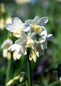 X 100 NARCISSUS SILVER CHIMES 14/16