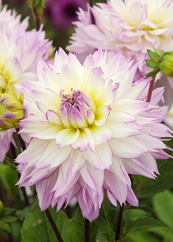 X 10 DAHLIA CRAZY LOVE I