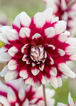 X 10 DAHLIA DUET I